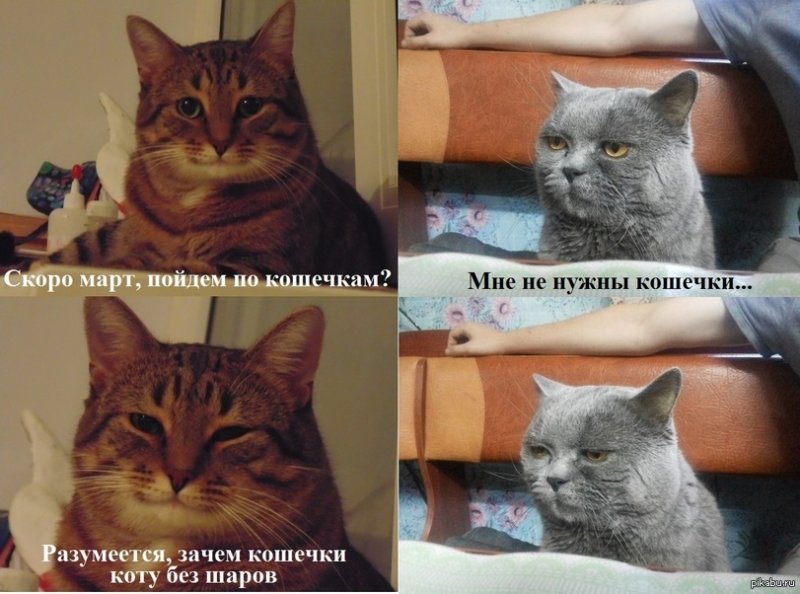 Мемы с веселыми котами