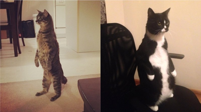 Стоячий кот