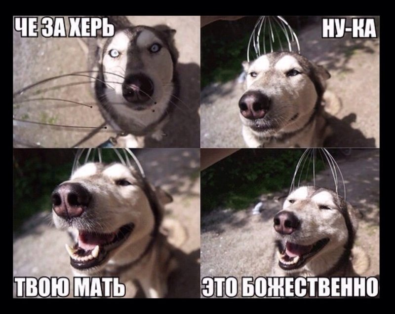 Массажер для головы прикол