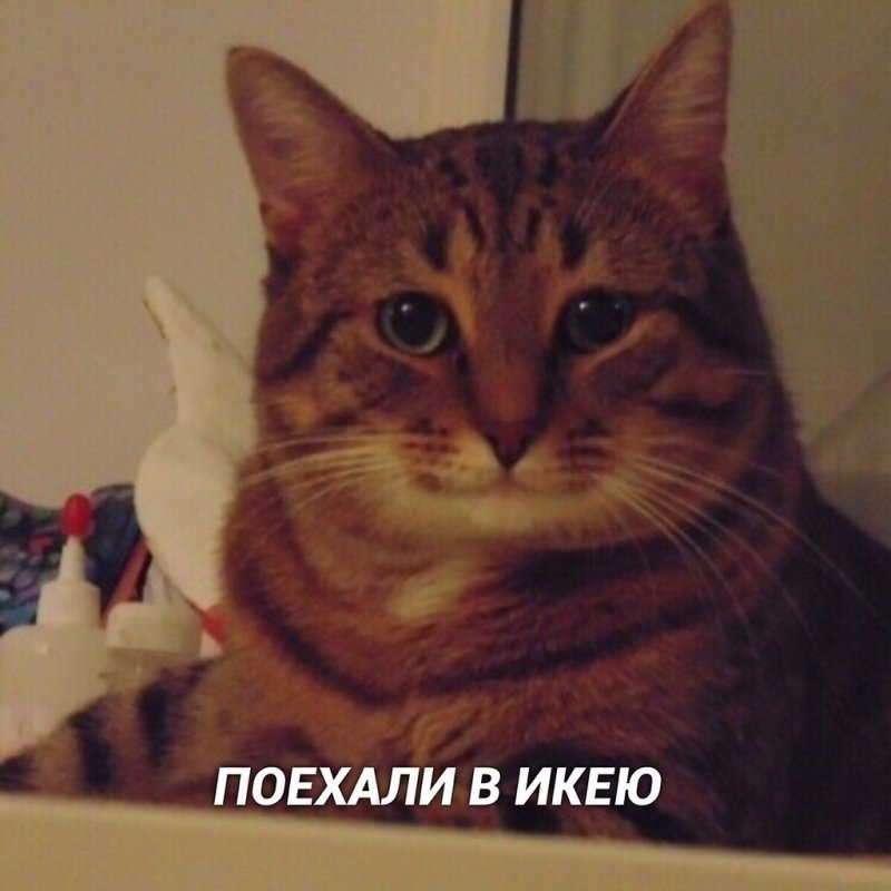 Кот Мем
