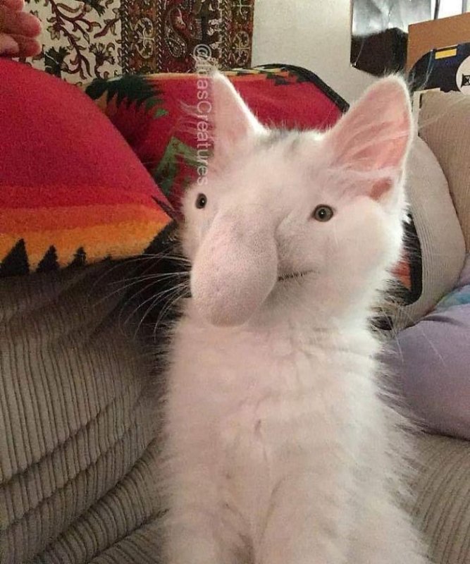 Смешной кот фотошоп