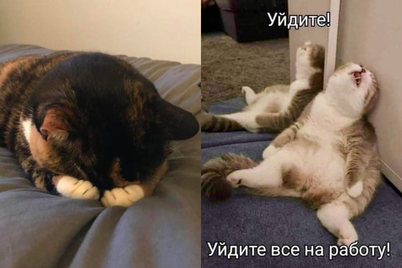 Мемы с котами