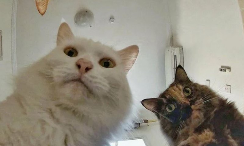 Коты Оль мы там все уронили