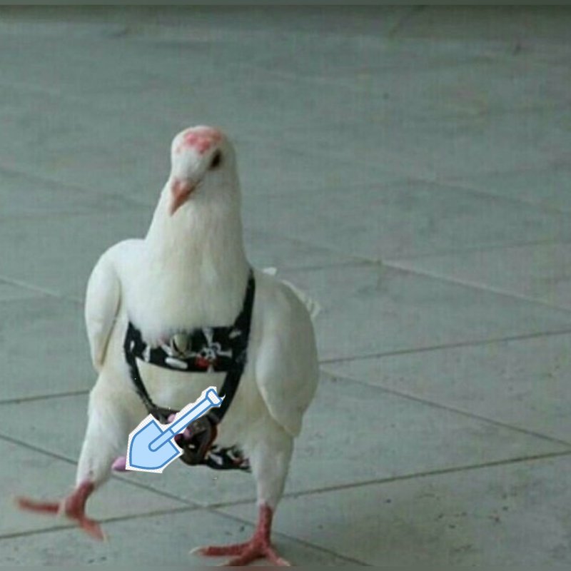 Смешной голубь