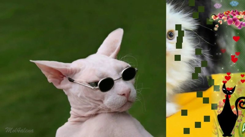 Смешные лысые коты