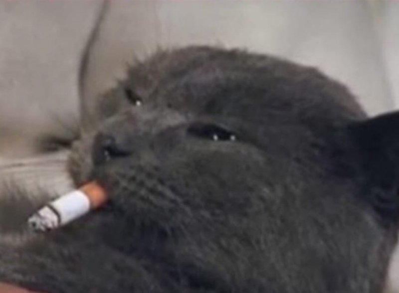 Котик с сигаретой