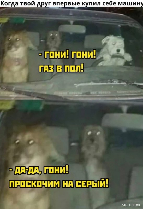 Проскочим на серый собаки Мем