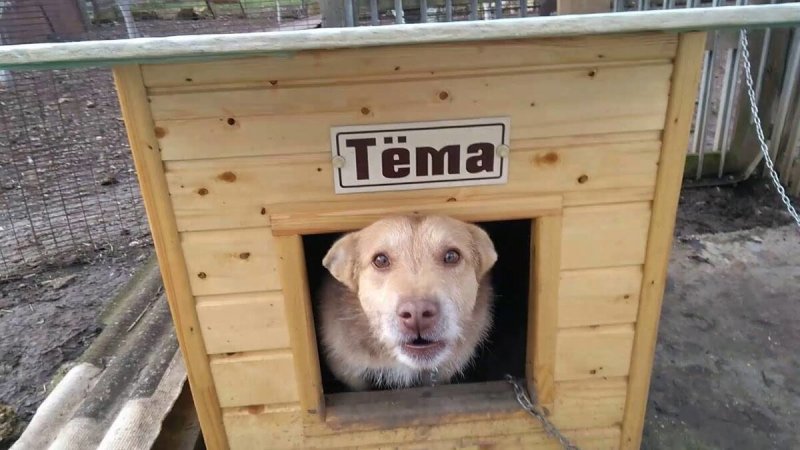 Злая собака в будке