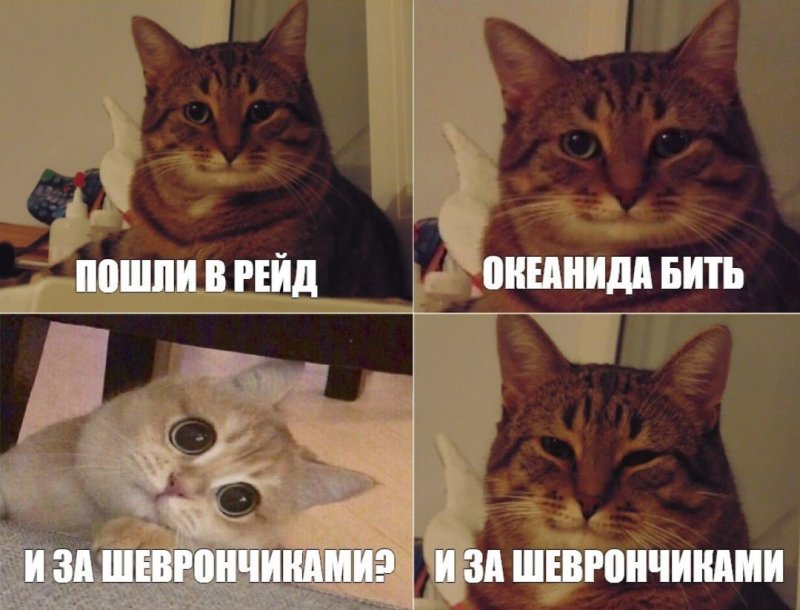 Популярные мемы с котами