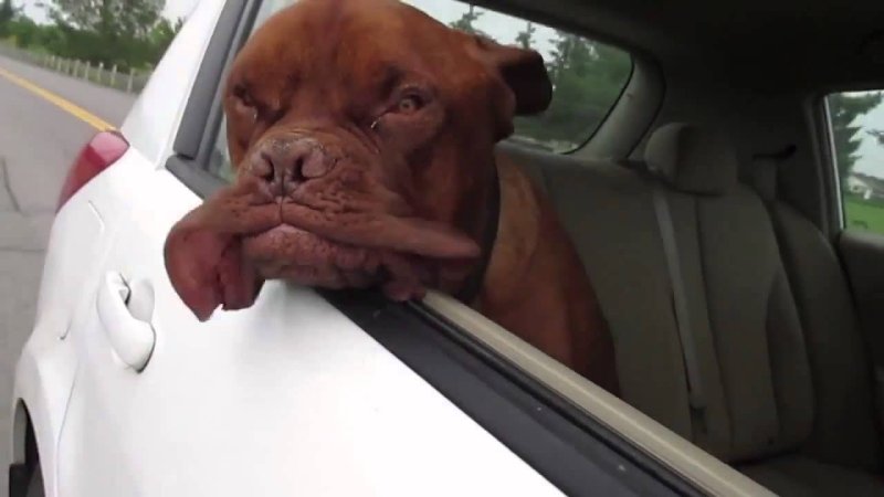 Собака в окне машины