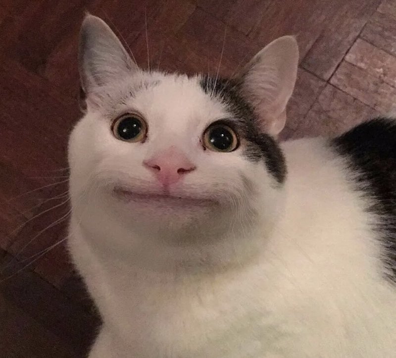 Смешные лица котов