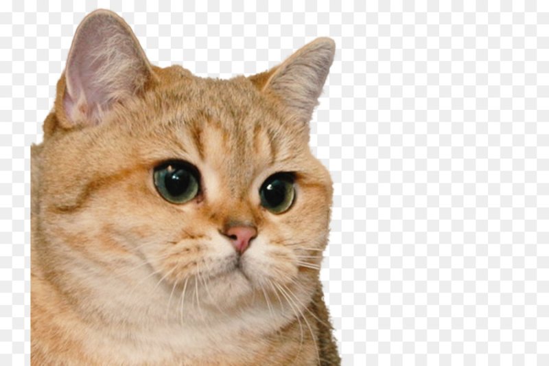 Кот Мем на прозрачном фоне