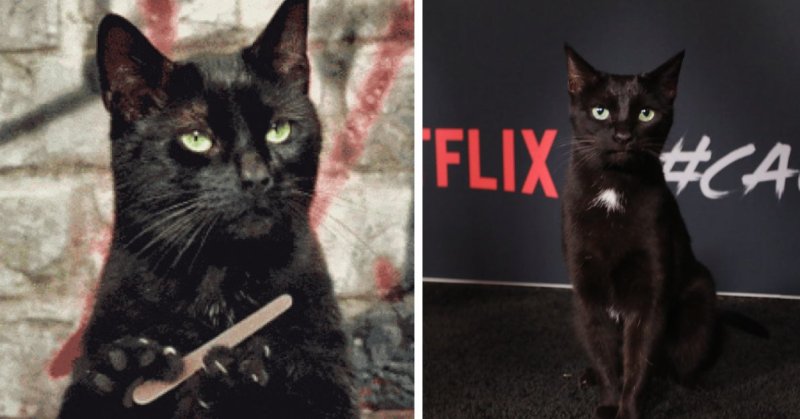 Черный кот с пилочкой