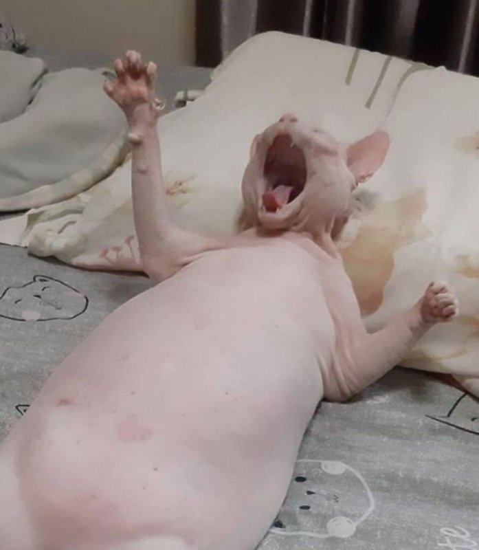 Толстый сфинкс кот