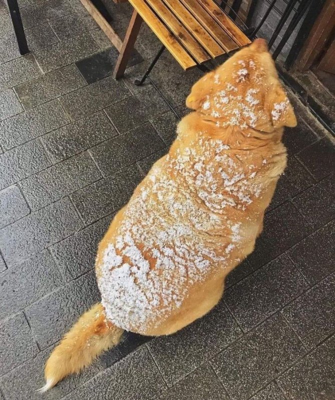 Пес батон Батуми