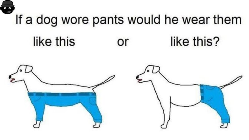 Собака в штанах