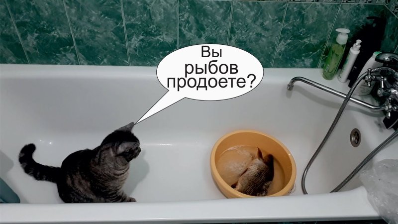 Мем коты Рыбов