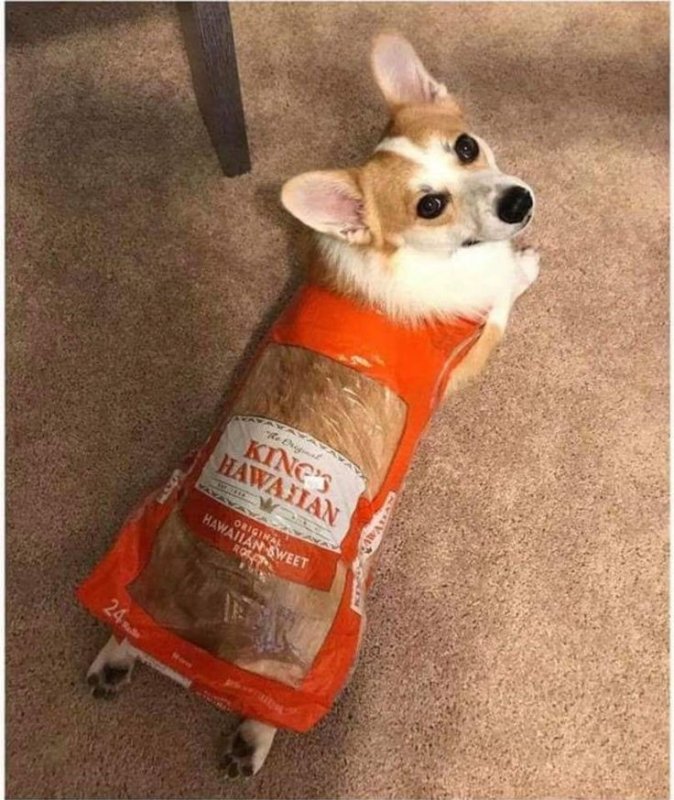 Корги батон