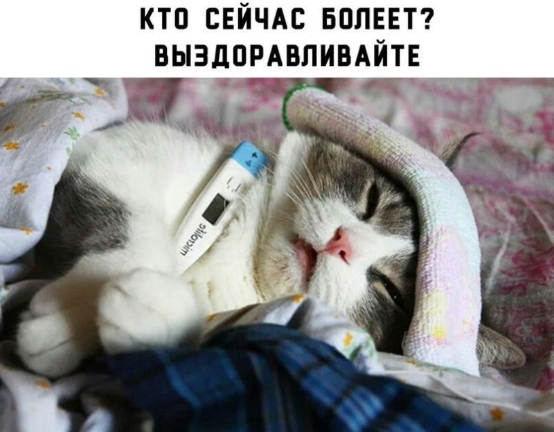 Кот с градусником