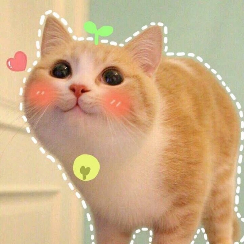 Кот смущается