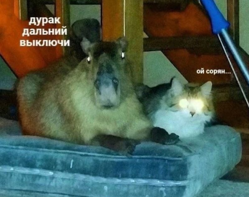 Капибара фото