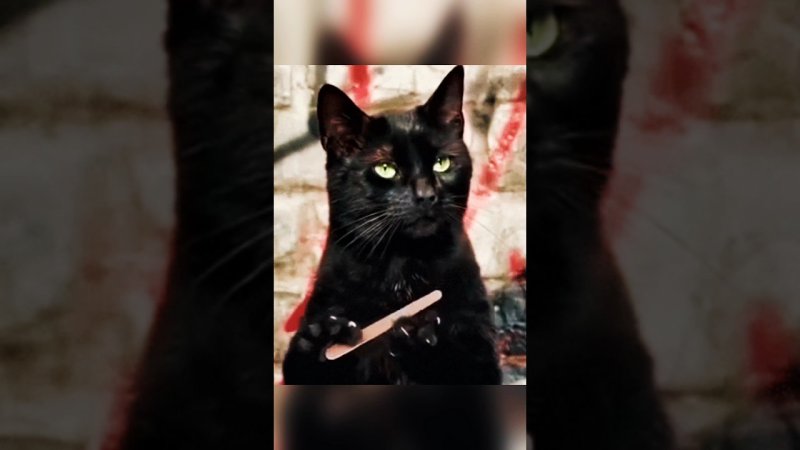 Кот точит когти Мем