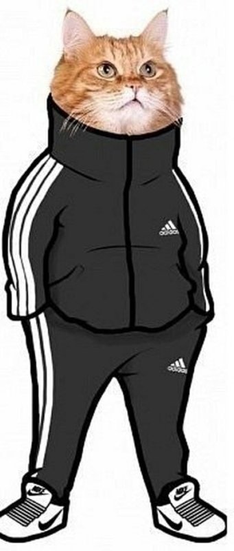 Кот в адидасе