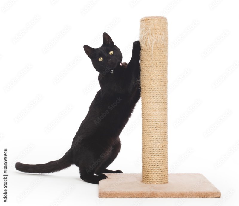 Когтеточка на белом фоне
