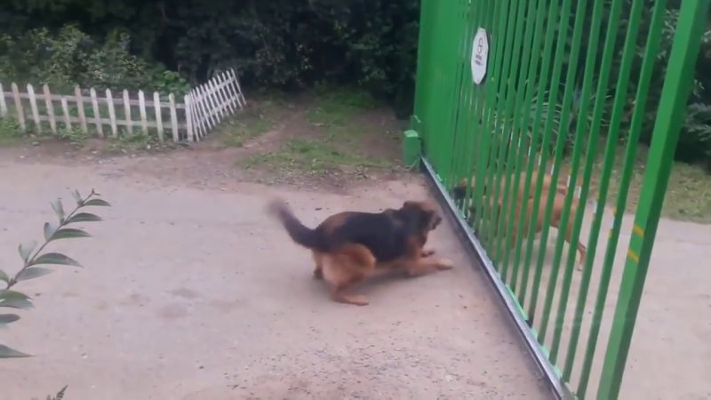 Собака на заборе