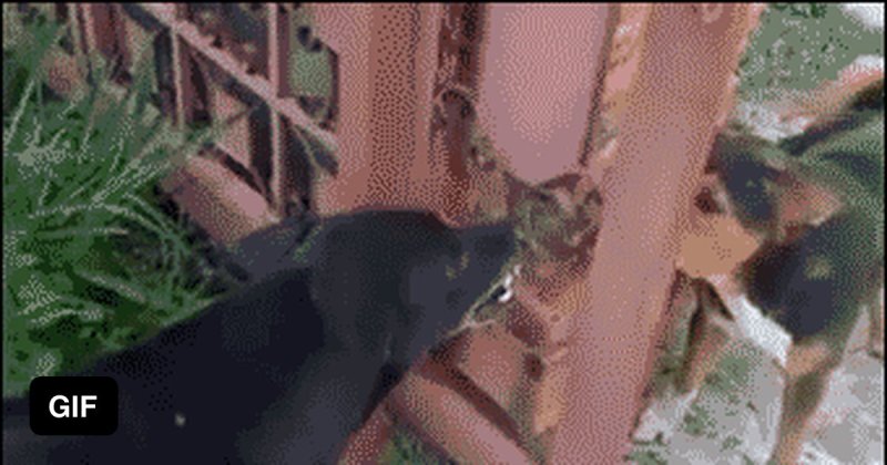 Собаки гавкают через забор