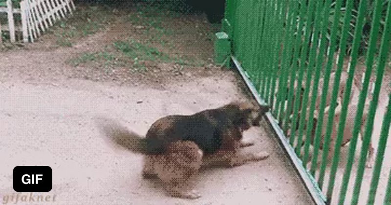 Гиф собаки лают через забор