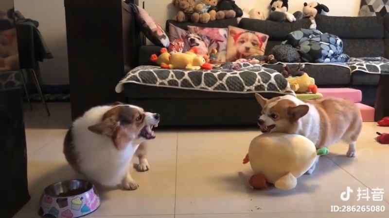 Корги дерутся