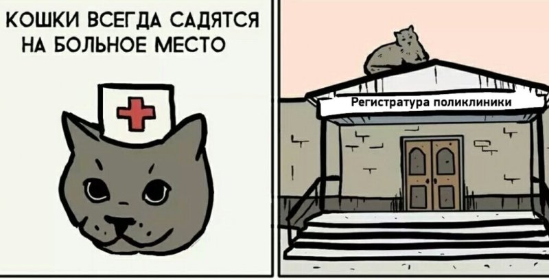 Кошки садятся на больное место Мем