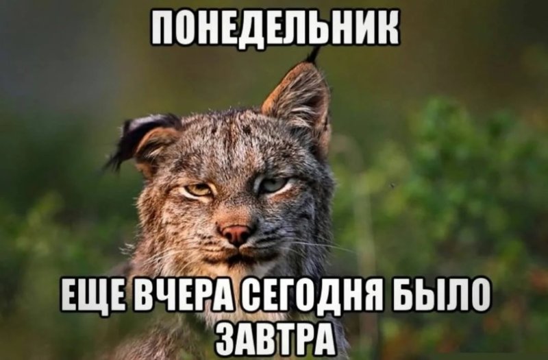 Утро понедельника Мем