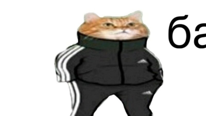 Кот в адике