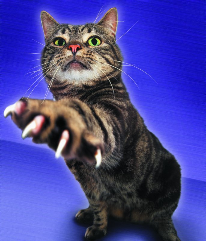 Кошка царапается