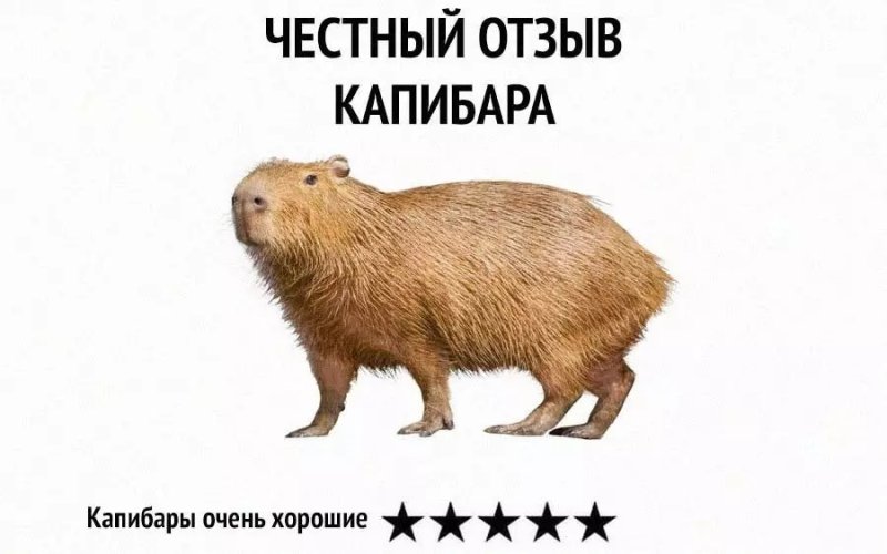 Спасибо за внимание капибара