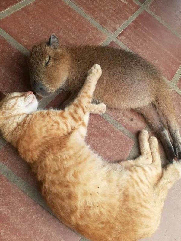 Капибара и кошка