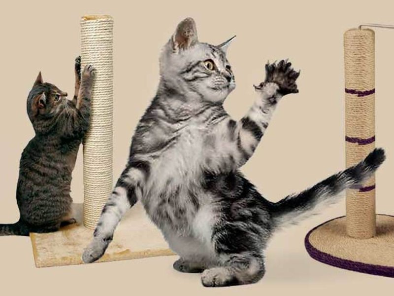 Котик точит когти об когтеточку