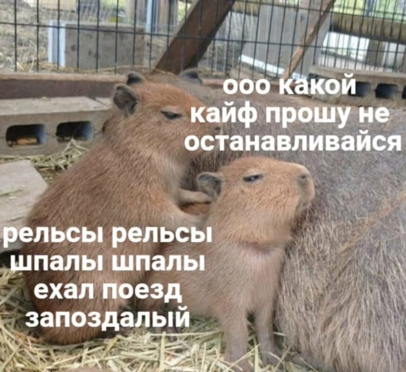 Капибара смешная
