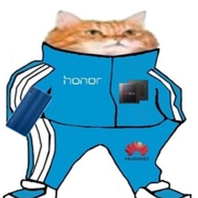 Рыжий кот в адидасе