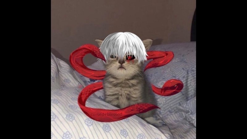 Кот дэдиннсайд