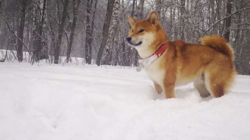 Это фиаско братан собака