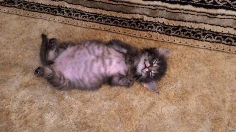 Котенок с пузиком