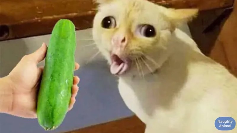 Кот из мема