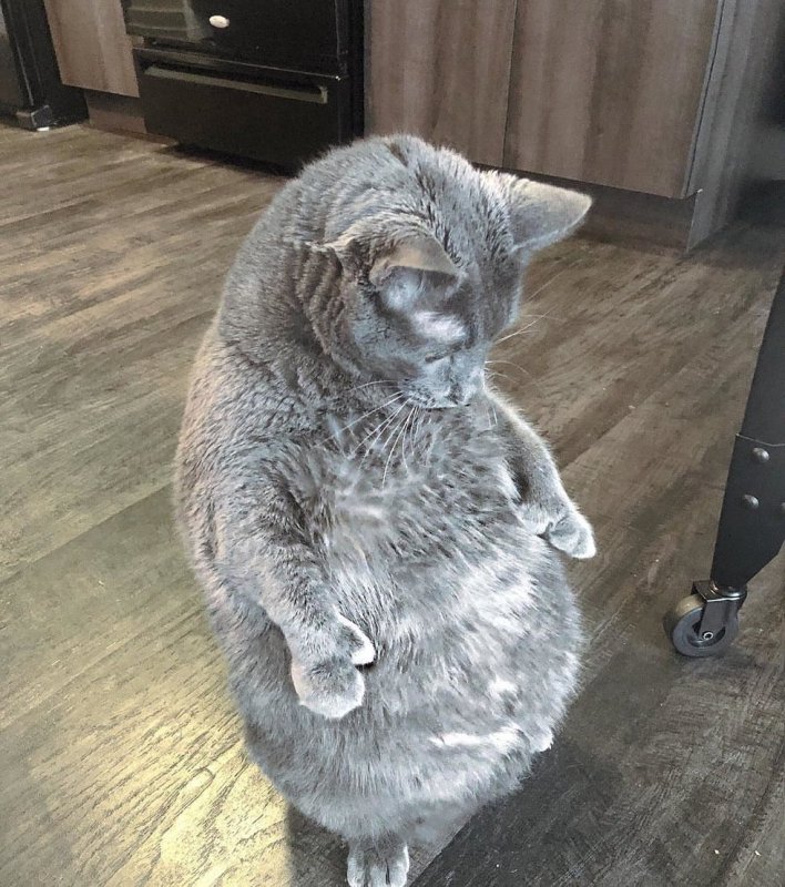 Шотландская вислоухая на задних лапах