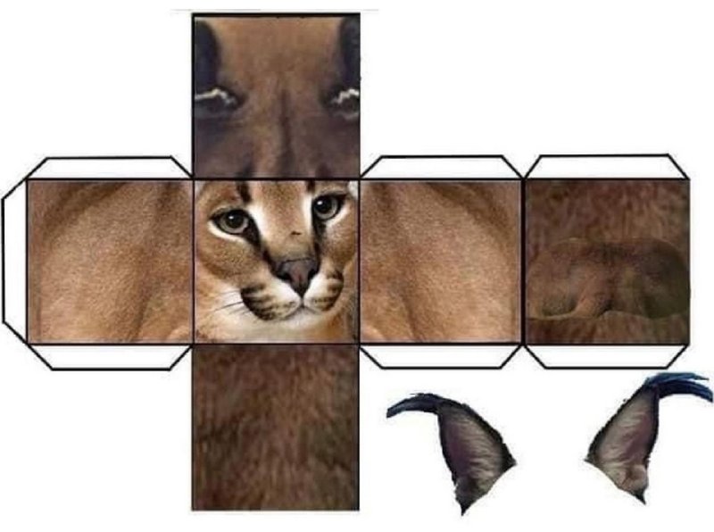 Развёртка котика