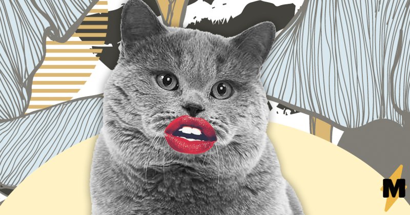 Накрашенная кошка