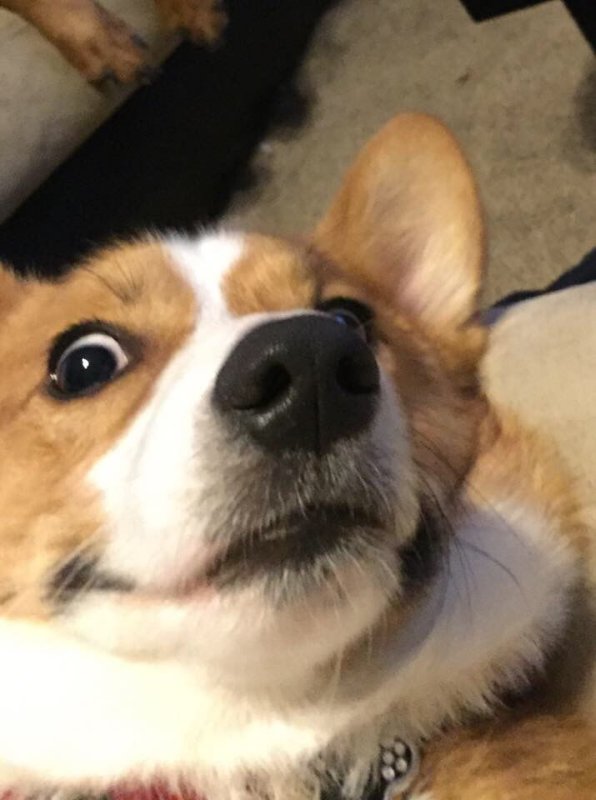 Корги Юджин