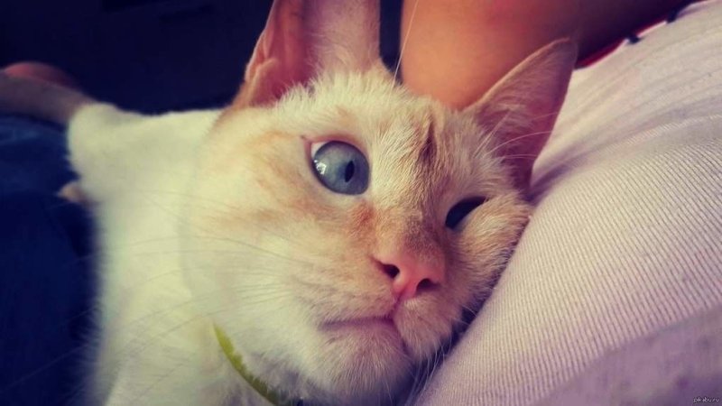 Доброе утро котик